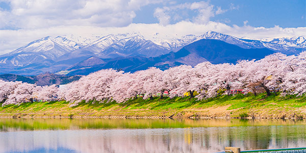白石川堤一目千本桜