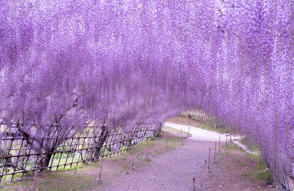 河内藤園