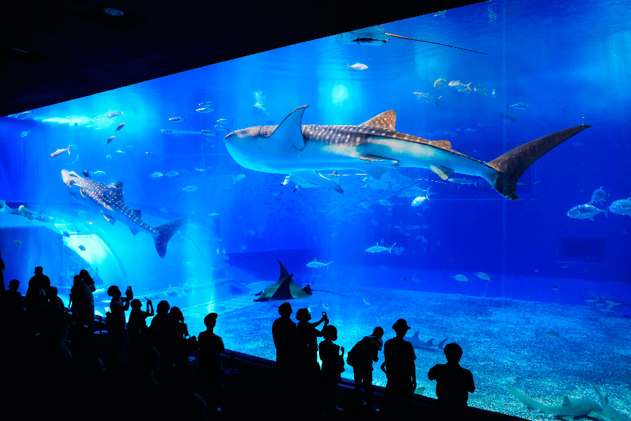 沖縄情報 国営沖縄記念公園 海洋博公園 沖縄美ら海水族館 国内線 現地情報 Star Trip 航空会社スターフライヤー