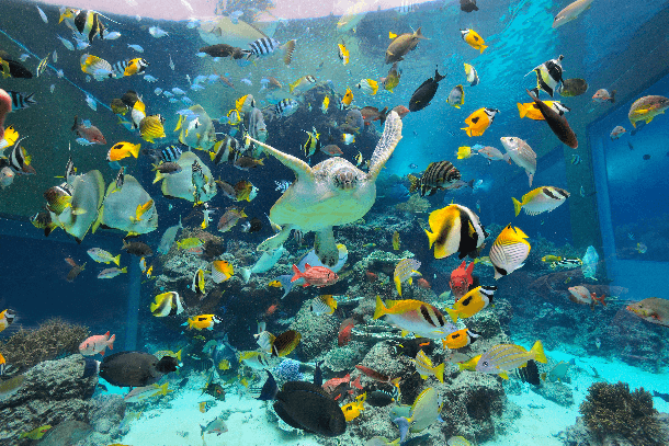 沖縄情報 国営沖縄記念公園 海洋博公園 沖縄美ら海水族館 国内線 現地情報 Star Trip 航空会社スターフライヤー